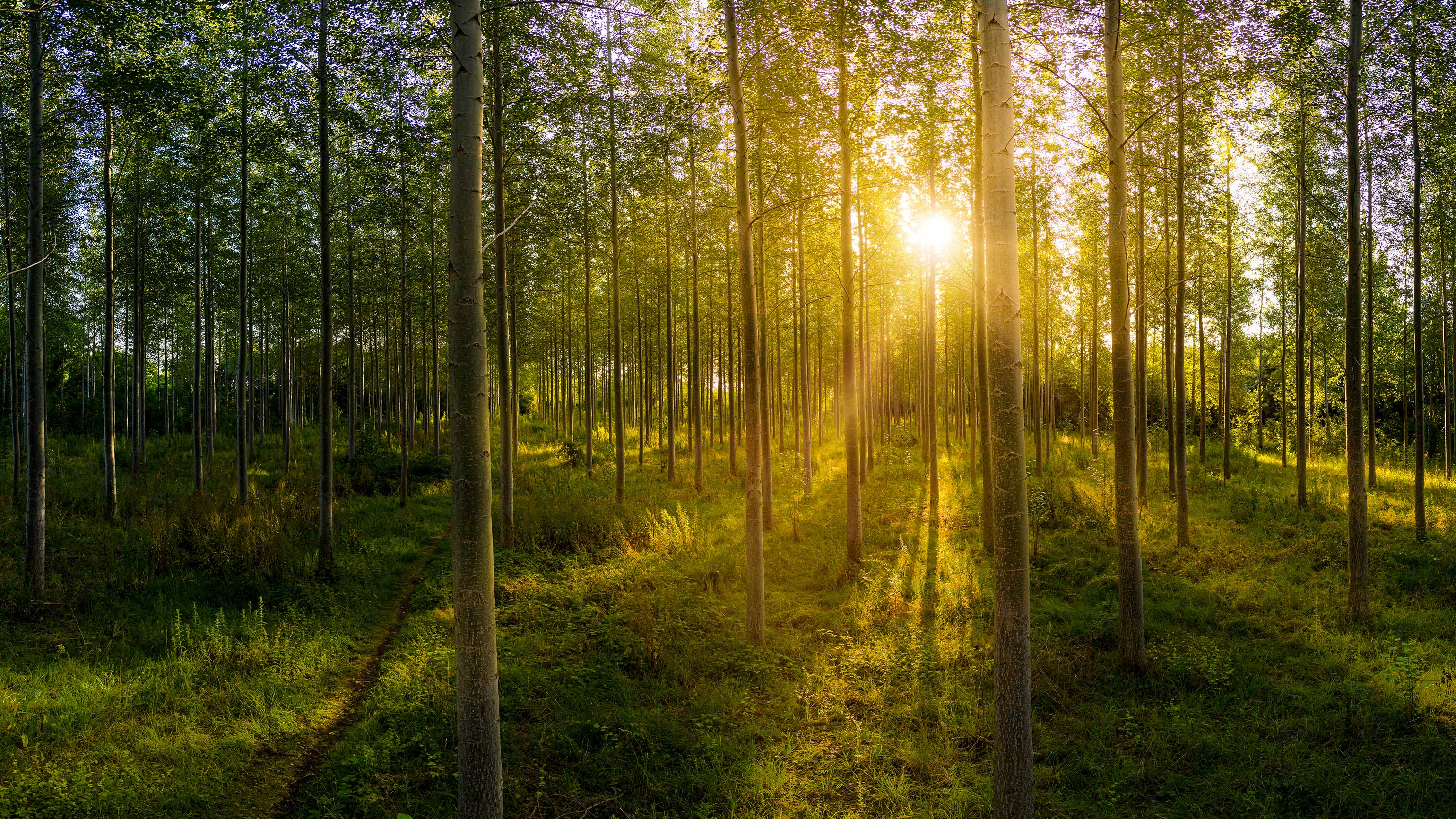 Two Seals, One Commitment: Vicoustic Earns PEFC and FSC Certifications